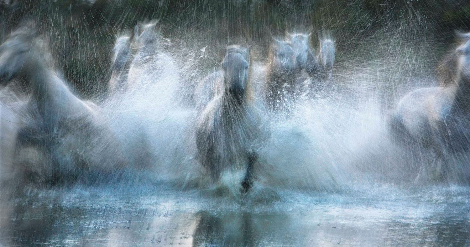 Годы как вода бегут. Тим Флэк фотограф лошади. Конь из воды. Лошадь под дождем. Лошади в воде.
